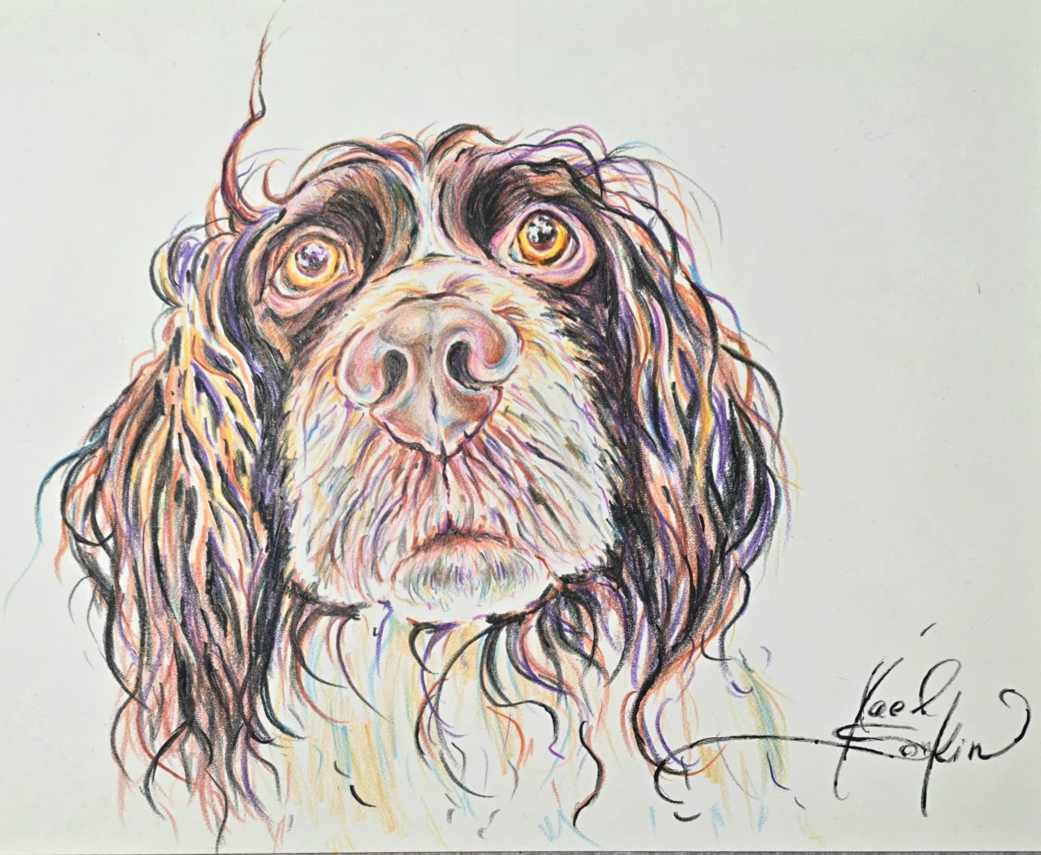 English Springer Spaniel portrait drawn with watercolor pencils, detailed dog face with expressive eyes and long wavy fur, original pet artwork on 9x12 inch paper by Yael Natali