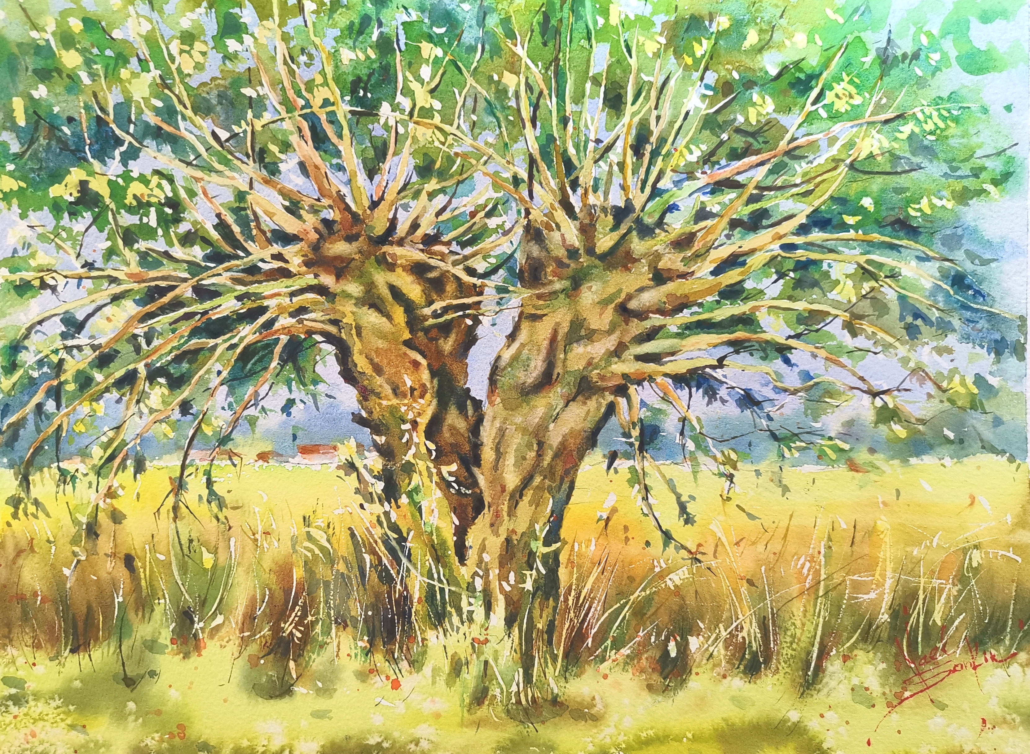 Original watercolor painting of two intertwined trees in the Provence countryside, Southern France. Golden summer fields, sunlight, and greenery in impressionistic style by artist Yael Natali. French landscape watercolor art inspired by nature and Mediterranean light