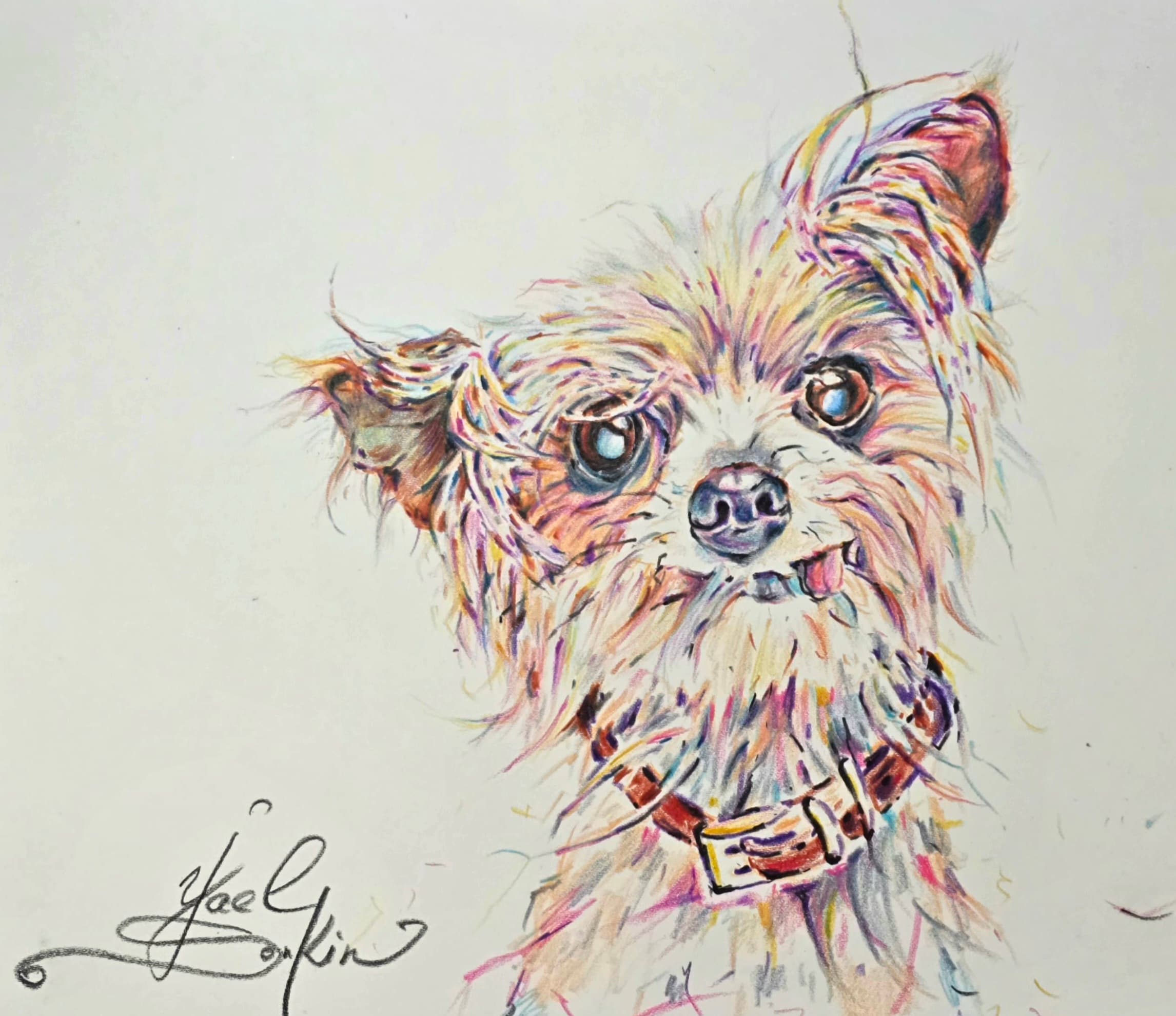 Original watercolor pencil drawing of a Yorkshire Terrier with expressive eyes, fluffy textured fur, and colorful strokes on white paper, 9x12 inch dog portrait by artist Yael